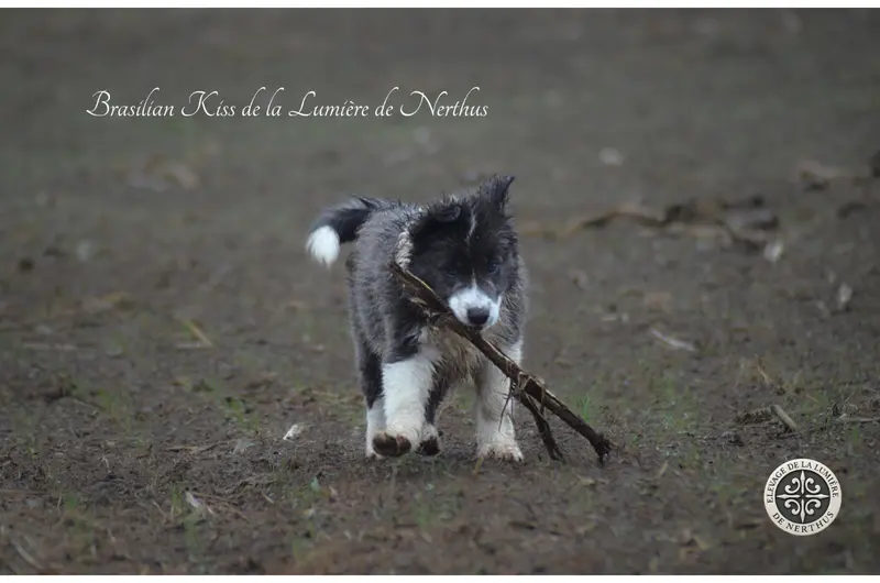 Photo de l'élevage De la Lumiere de Nerthus