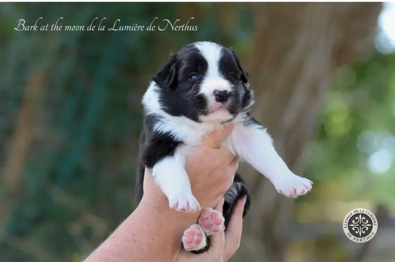 Bark at the moon de la Lumière de Nerthus, Border collie, élevage De la Lumiere de Nerthus