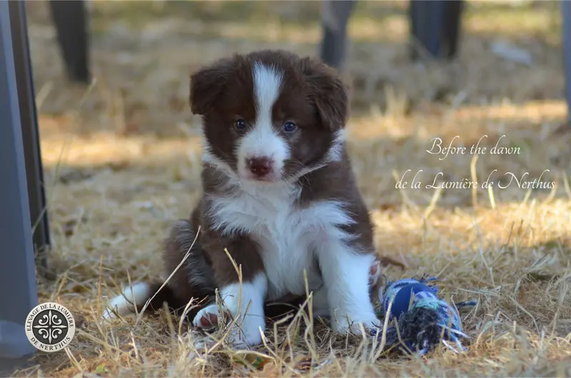 Before the dawn de la Lumière de Nerthus, Border collie, élevage De la Lumiere de Nerthus