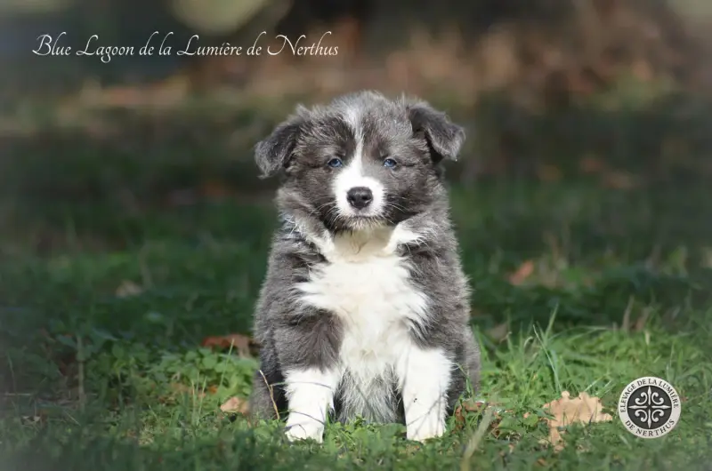 Blue lagoon de la Lumière de Nerthus, Border collie, élevage De la Lumiere de Nerthus
