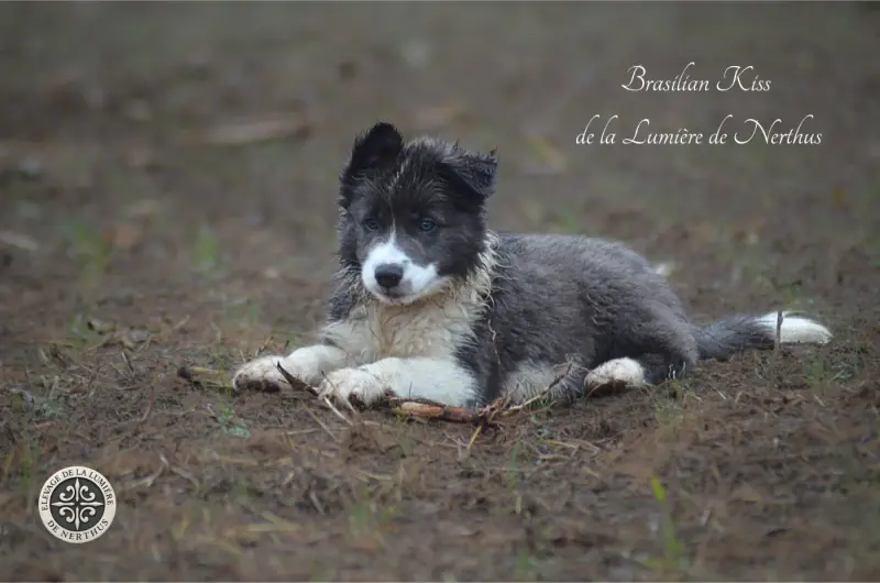 Photo de l'élevage De la Lumiere de Nerthus
