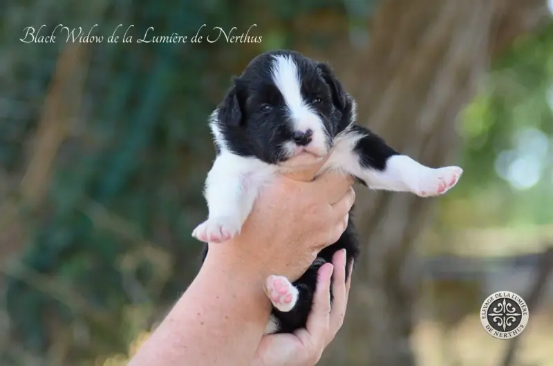Black widow de la Lumière de Nerthus, Border collie, élevage De la Lumiere de Nerthus