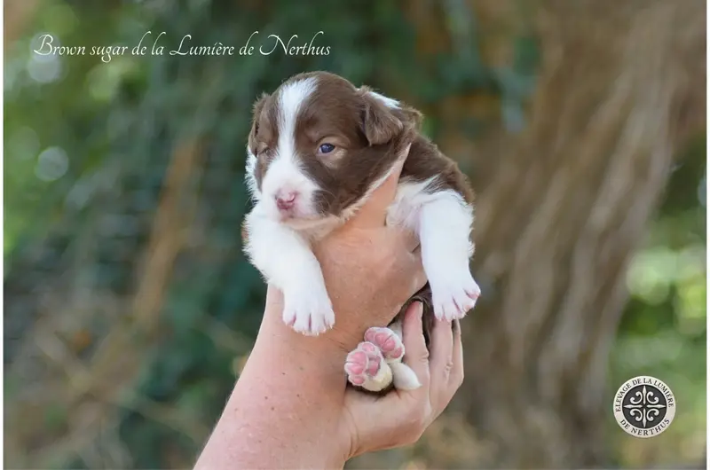 Portée de Border collie, élevage De la Lumiere de Nerthus