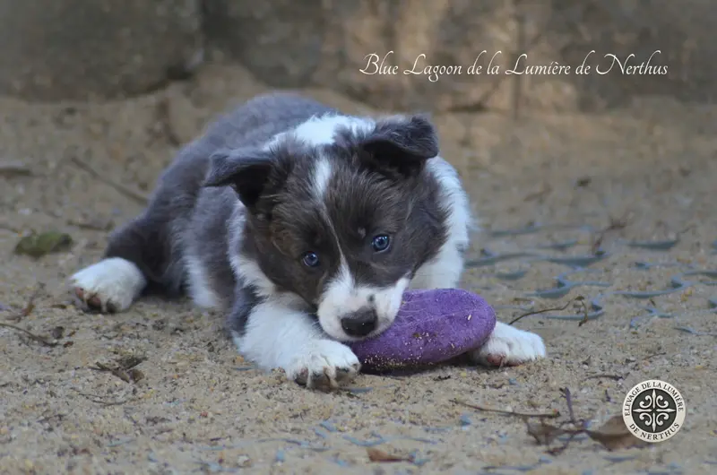 Portée de Border collie, élevage De la Lumiere de Nerthus