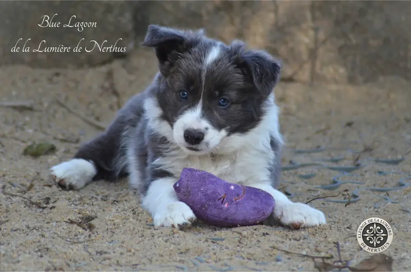 Brasilian kiss de la Lumière de Nerthus, Border collie, élevage De la Lumiere de Nerthus