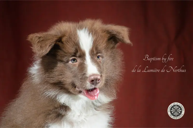 Baptism by fire de la Lumière de Nerthus, Border collie, élevage De la Lumiere de Nerthus