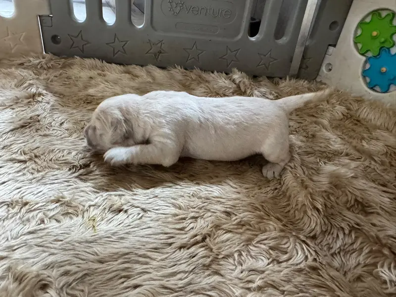Chiot N°2 (male blanc), Golden retriever, élevage Rosetta Stone