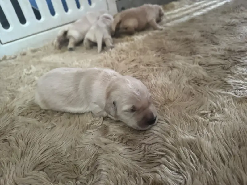 Portée de Golden retriever, élevage Rosetta Stone