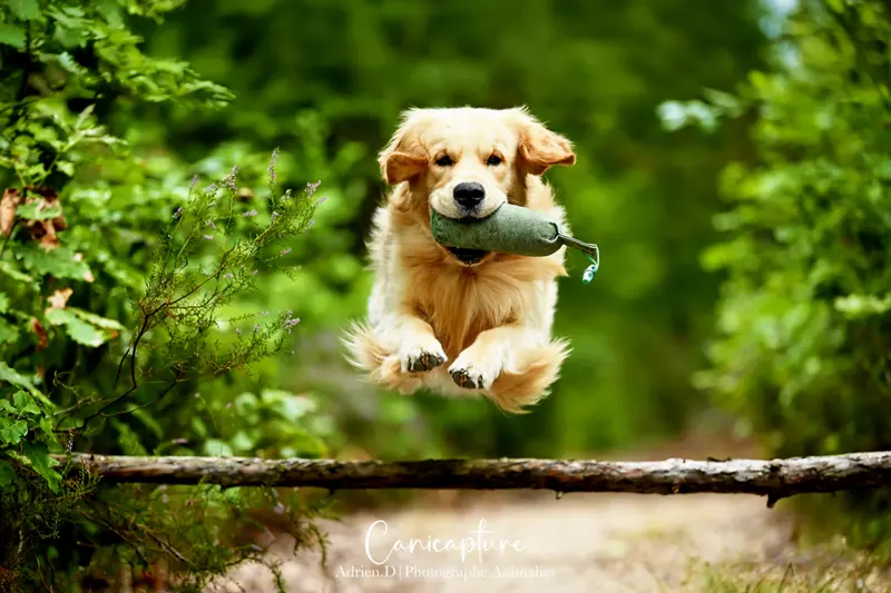 Père de la portée de Golden retriever, élevage Des Rives du Tarot