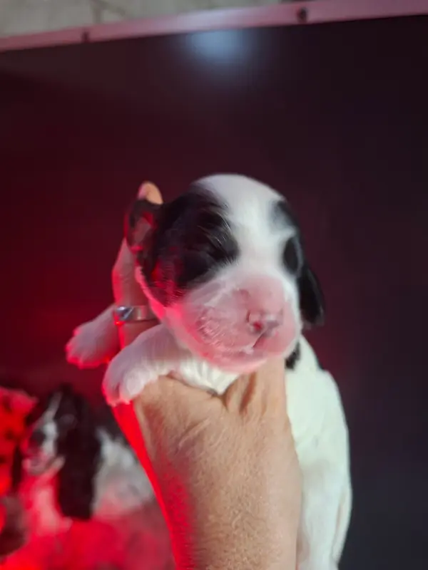 Chiot, Cocker anglais, élevage Des Joyaux du Petit Faure