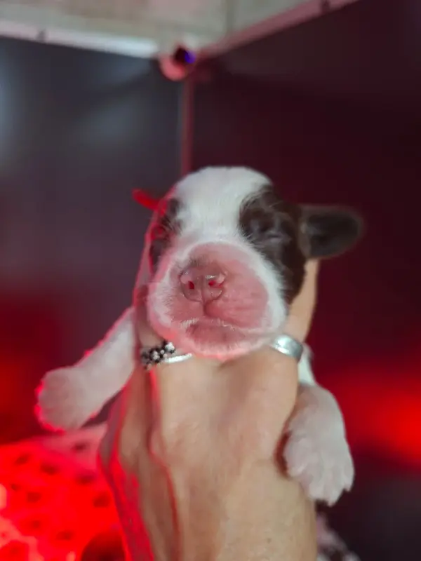 Chiot, Cocker anglais, élevage Des Joyaux du Petit Faure