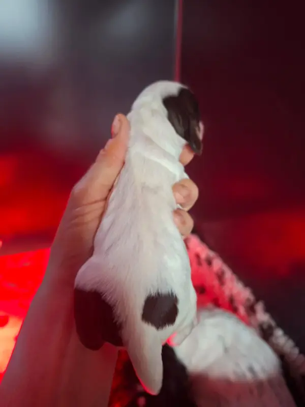 Photo de l'élevage Des Joyaux du Petit Faure
