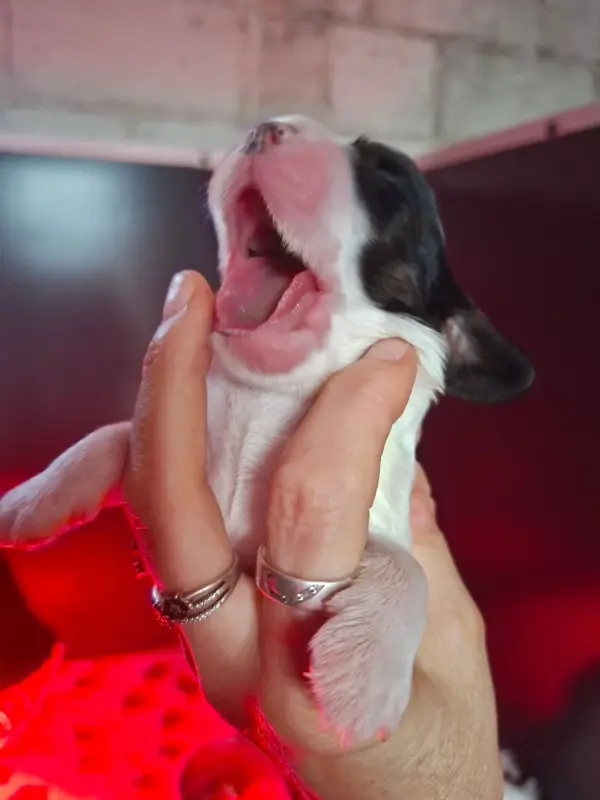 Chiot, Cocker anglais, élevage Des Joyaux du Petit Faure