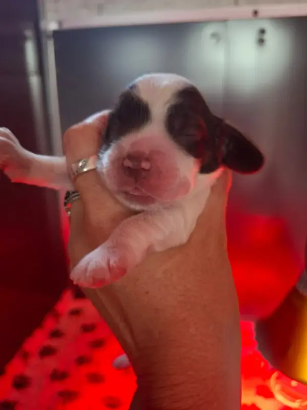 Chiot, Cocker anglais, élevage Des Joyaux du Petit Faure