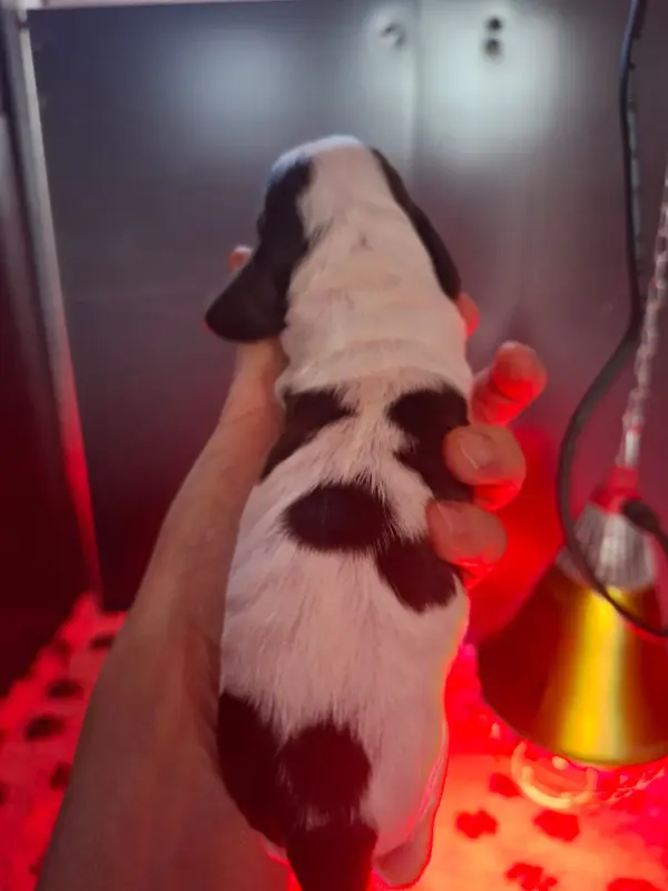 Photo de l'élevage Des Joyaux du Petit Faure