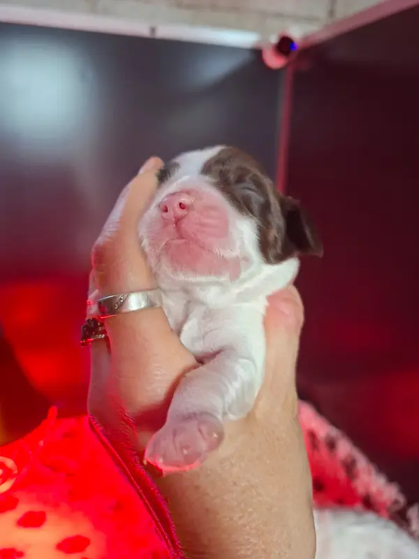 Chiot, Cocker anglais, élevage Des Joyaux du Petit Faure