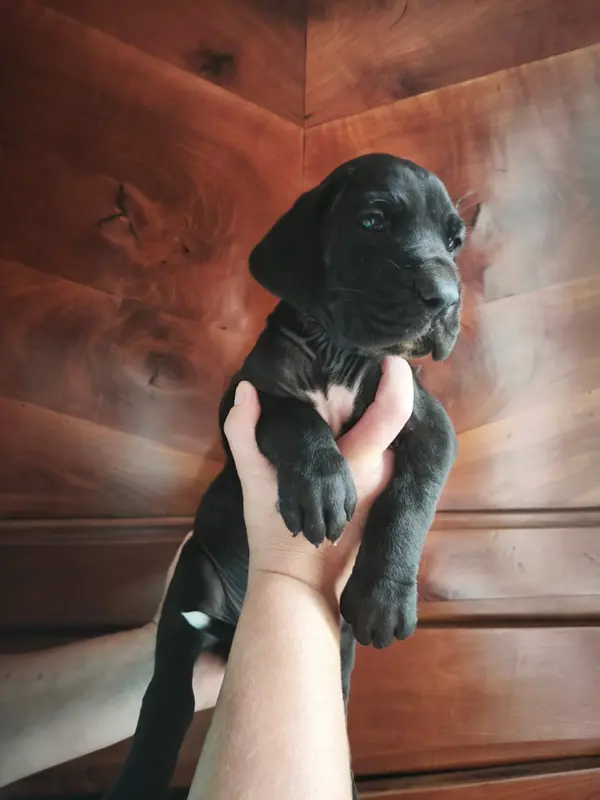 Photo de l'élevage Dogs of Djwil