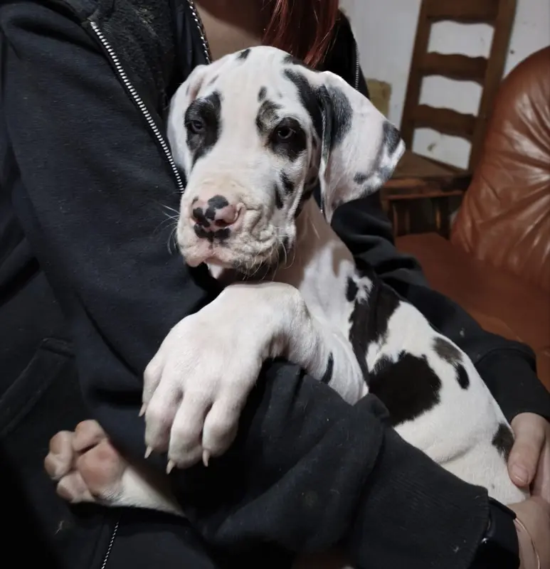 Photo de l'élevage Dogs of Djwil