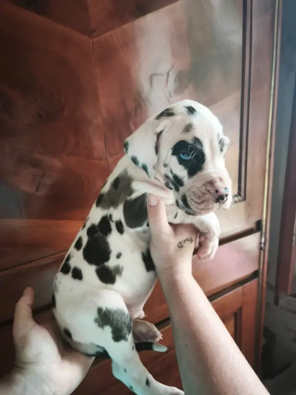 Photo de l'élevage Dogs of Djwil