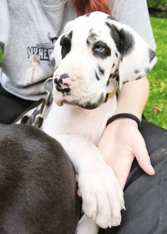 Photo de l'élevage Dogs of Djwil