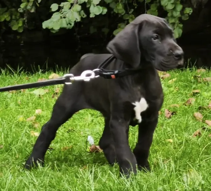 Photo de l'élevage Dogs of Djwil