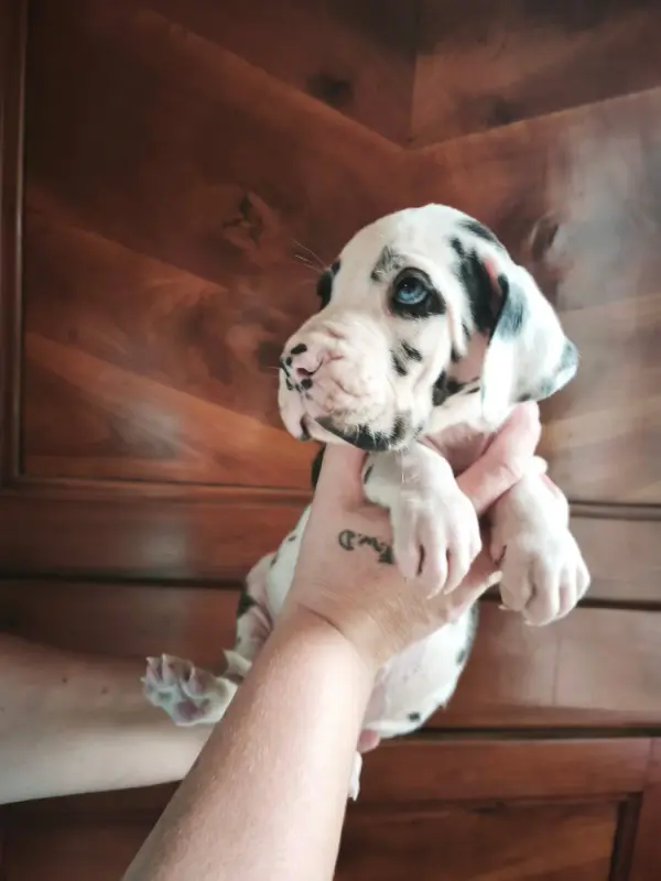 Photo de l'élevage Dogs of Djwil