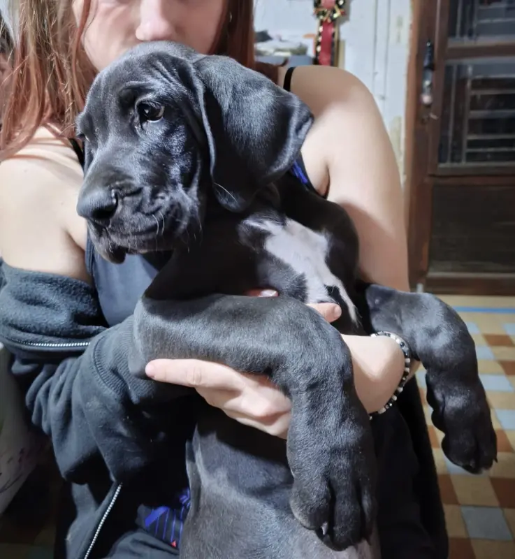 Photo de l'élevage Dogs of Djwil