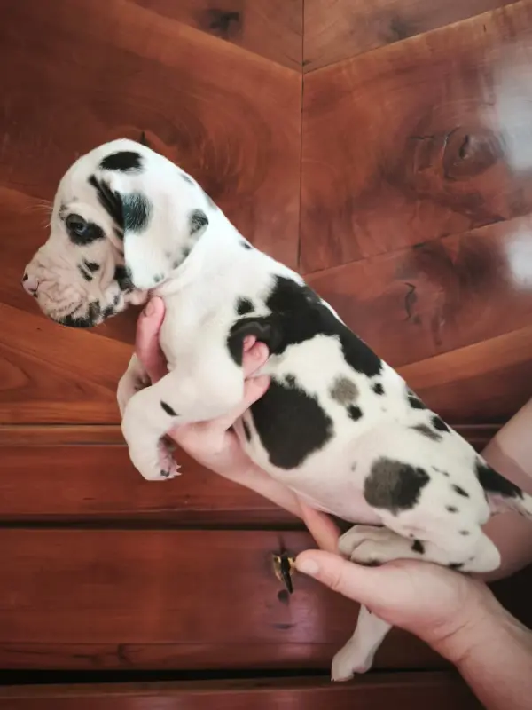 Benelli, Dogue allemand, élevage Dogs of Djwil