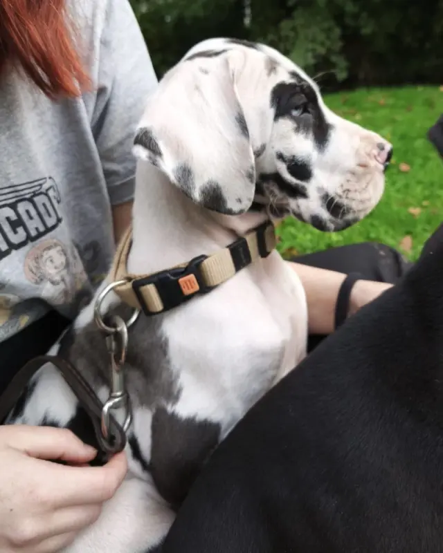 Photo de l'élevage Dogs of Djwil