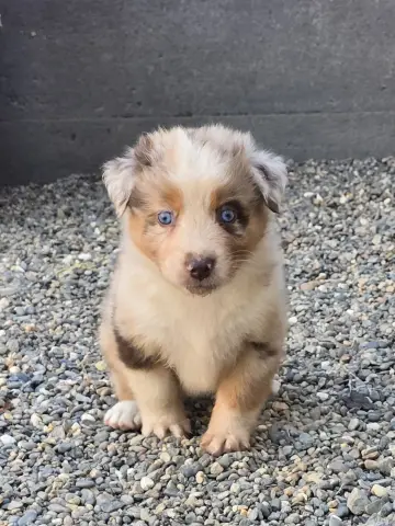 Chiot, Berger australien, élevage Du Chemin d'Ava