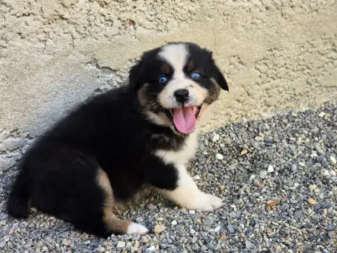 Chiot, Berger australien, élevage Du Chemin d'Ava