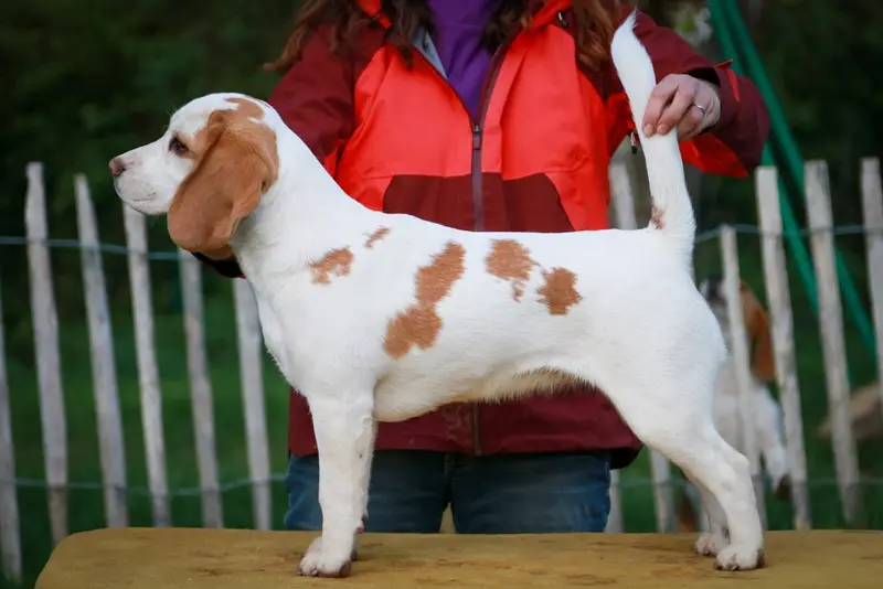 Mère de la portée de Beagle, élevage Du Bray Bocage