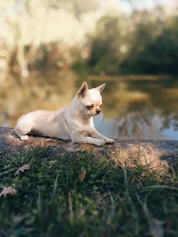 Père de la portée de Chihuahua, élevage De l'Empreinte de Maitouck