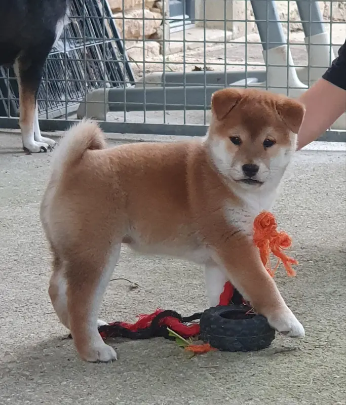 Portée de Shiba inu, élevage Du Domaine du Varandin