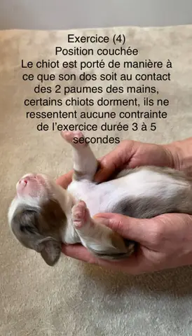 Photo de l'élevage Des Bergers de Peirocountaou