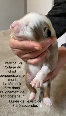 Portée de Berger australien, élevage Des Bergers de Peirocountaou