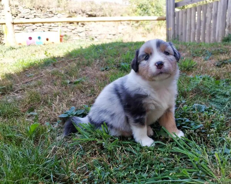 Betty - Freyja, Berger australien, élevage De l'Esprit Serrois