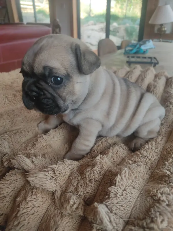 Portée de Bouledogue français, élevage Des Blancs Moutons