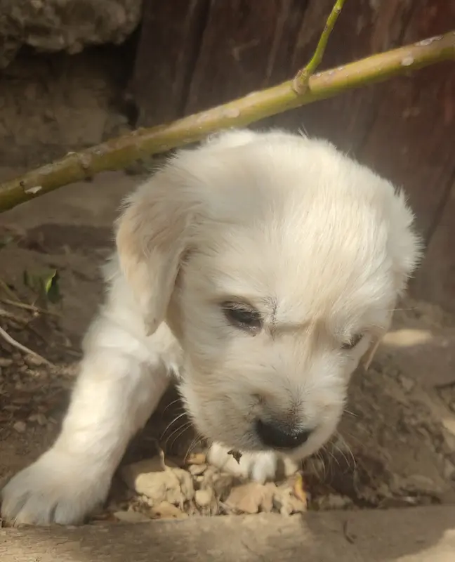 Portée de Golden retriever, élevage Des Blancs Moutons