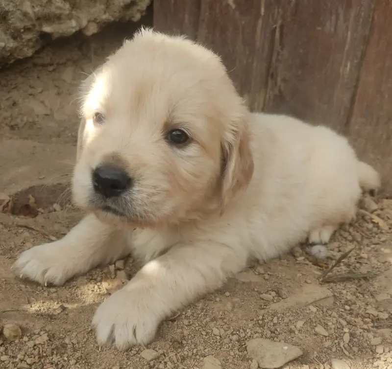 Portée de Golden retriever, élevage Des Blancs Moutons