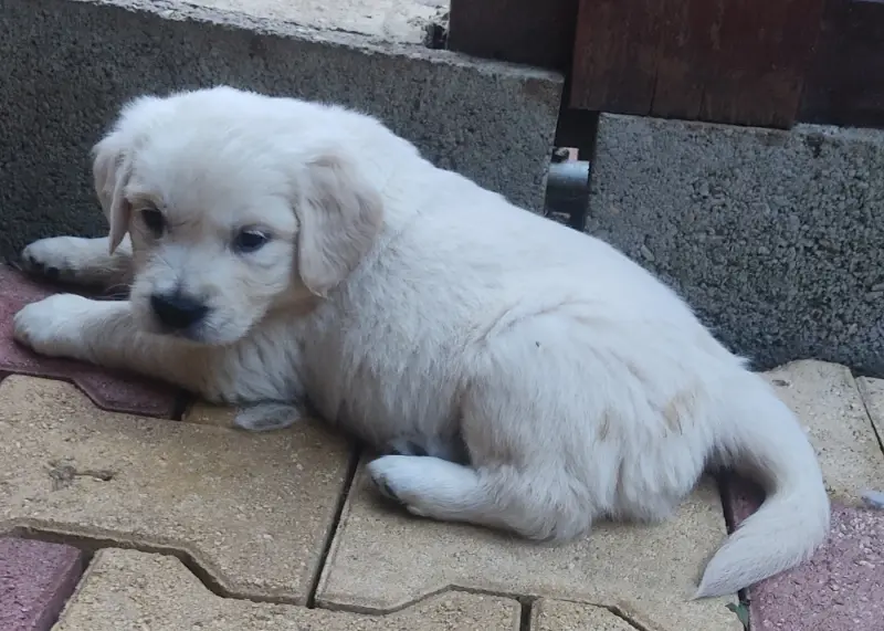 Collier Jaune, Golden retriever, élevage Des Blancs Moutons