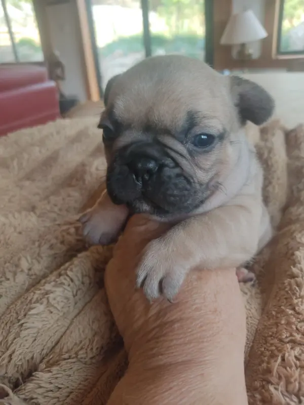 Portée de Bouledogue français, élevage Des Blancs Moutons