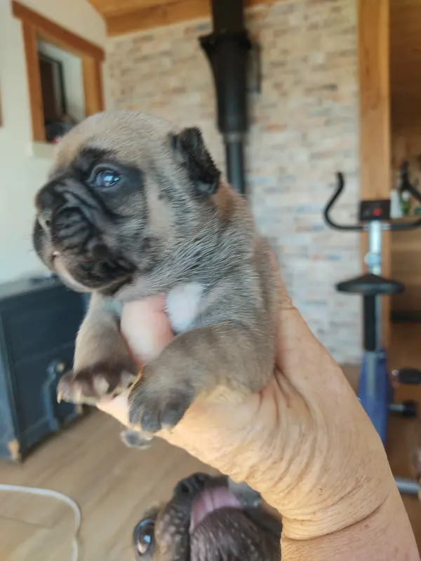 Portée de Bouledogue français, élevage Des Blancs Moutons
