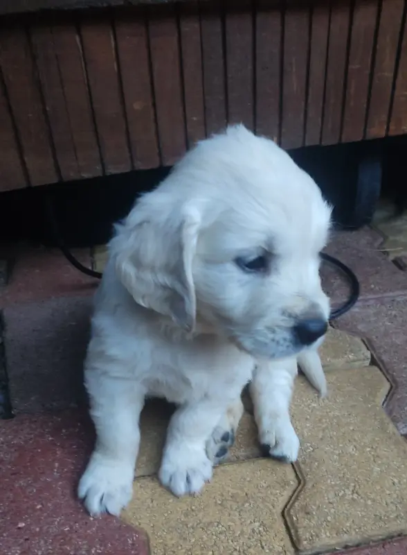 Collier Noir, Golden retriever, élevage Des Blancs Moutons