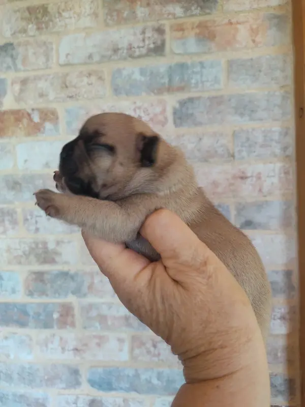 Portée de Bouledogue français, élevage Des Blancs Moutons