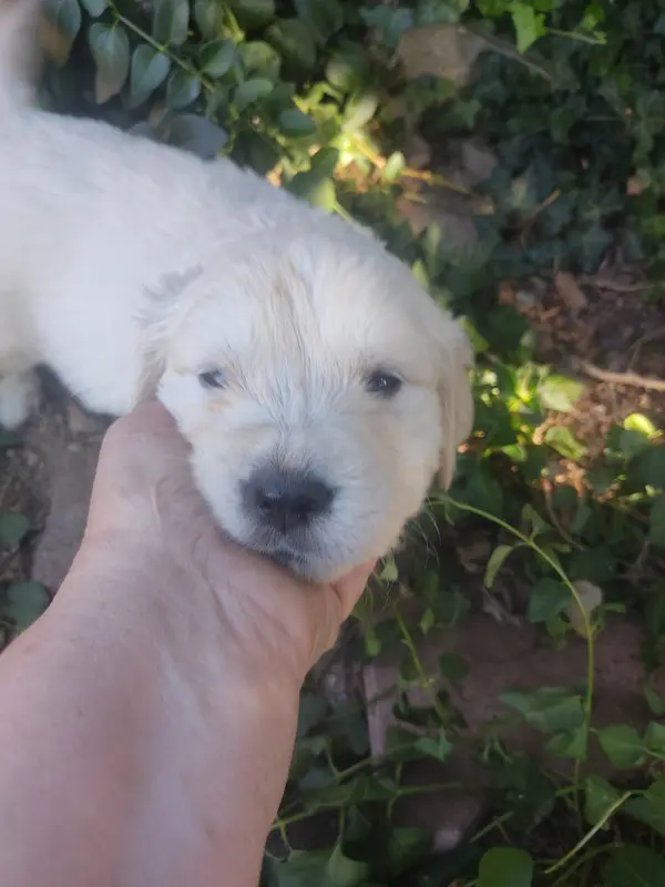 Portée de Golden retriever, élevage Des Blancs Moutons