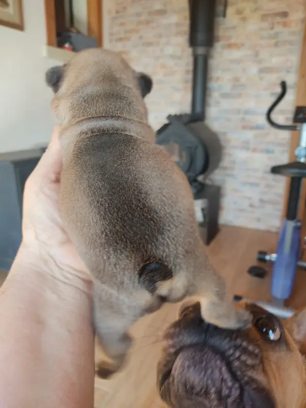 Portée de Bouledogue français, élevage Des Blancs Moutons
