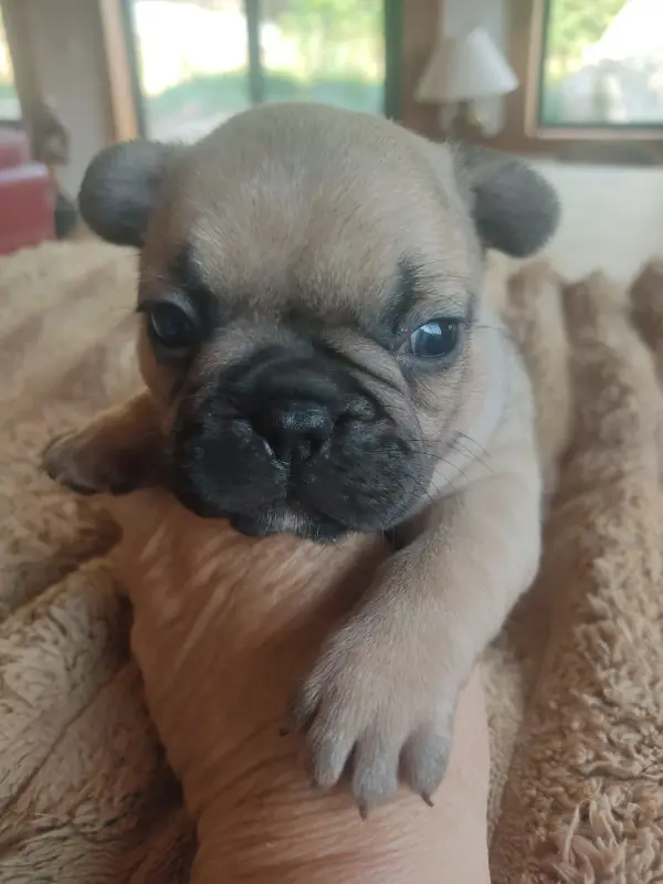Chiot, Bouledogue français, élevage Des Blancs Moutons