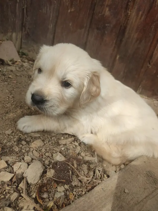 Portée de Golden retriever, élevage Des Blancs Moutons