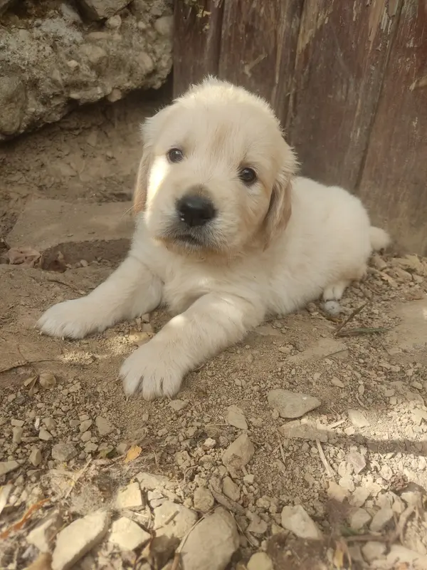 Collier Rose Fushia, Golden retriever, élevage Des Blancs Moutons